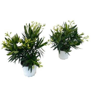 Nerium Oleander P15 - WIT
