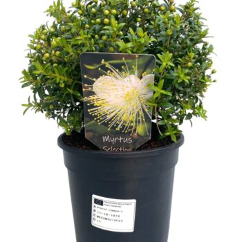 Myrtus communis