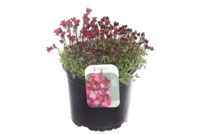 Saxifraga arendsii Peter Pan
