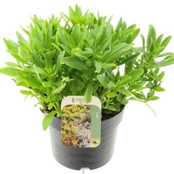 Sedum sexangulare