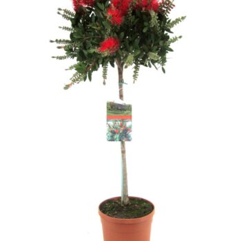Callistemon laevis