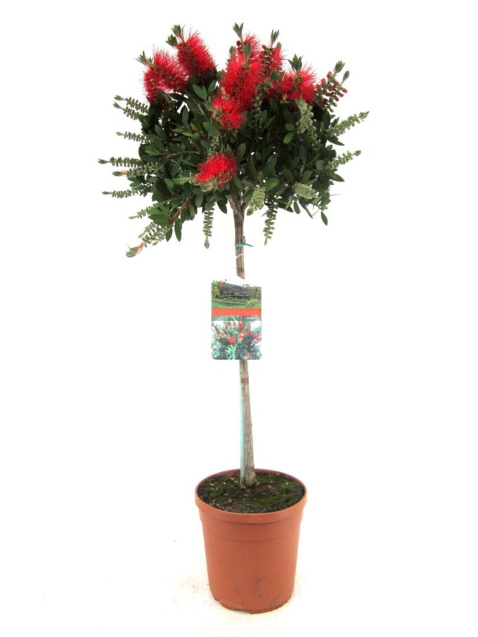 Callistemon laevis