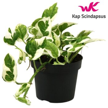 Epipremnum (Scindapsus) N'Joy