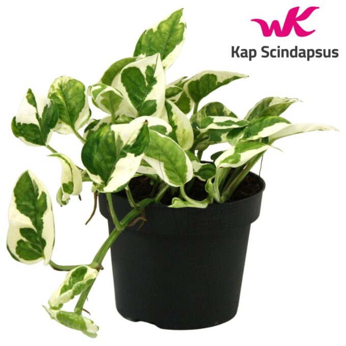 Epipremnum (Scindapsus) N'Joy