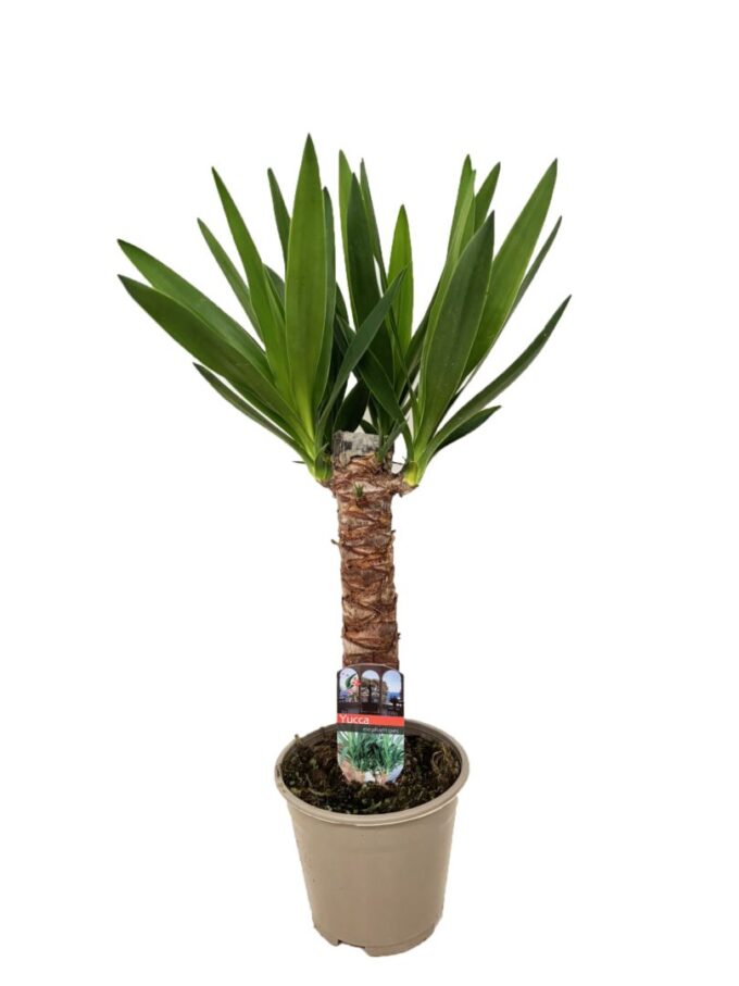 Yucca elephantipes 30cm