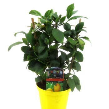 Citrus lemon