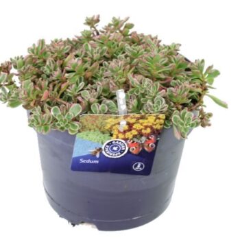 Sedum spurium Variegatum