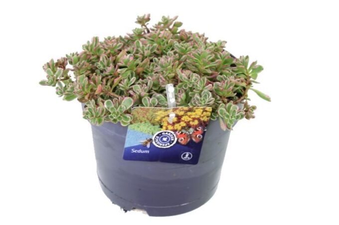 Sedum spurium Variegatum