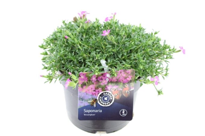 Saponaria Bressingham