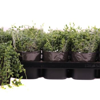 Senecio herreianus