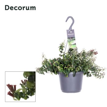 Aeschynanthus Swing