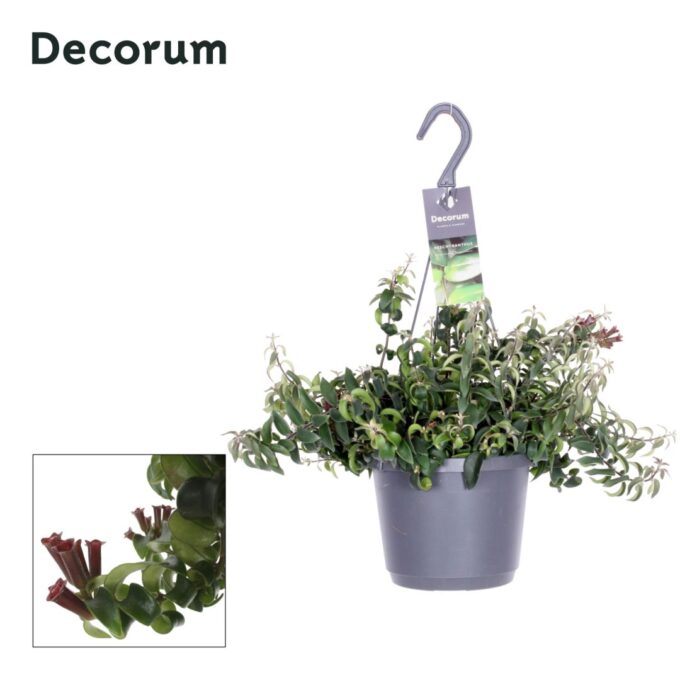 Aeschynanthus Swing