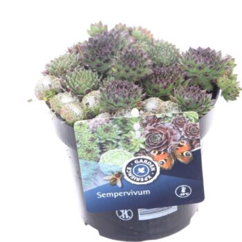 Sempervivum gemengd in de pot