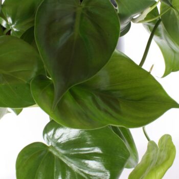 Philodendron scandens XXL