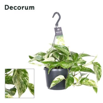 Epipremnum Marble Queen