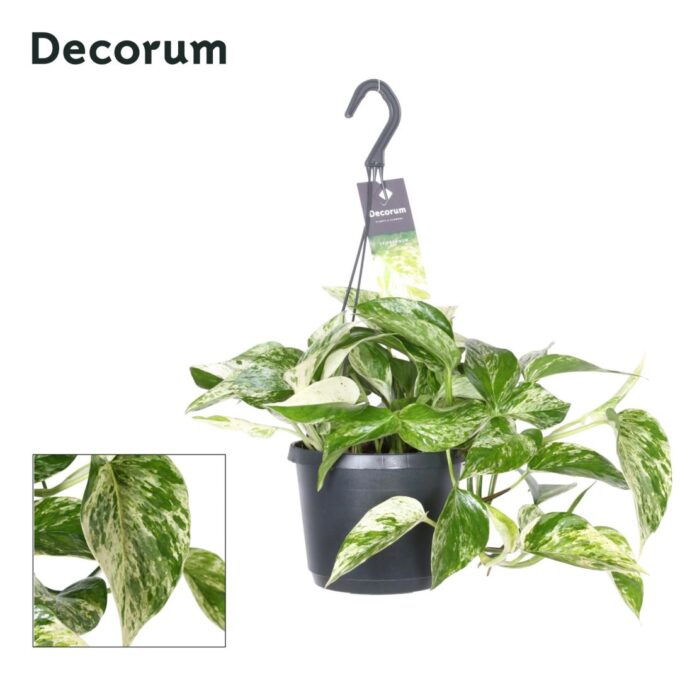 Epipremnum Marble Queen
