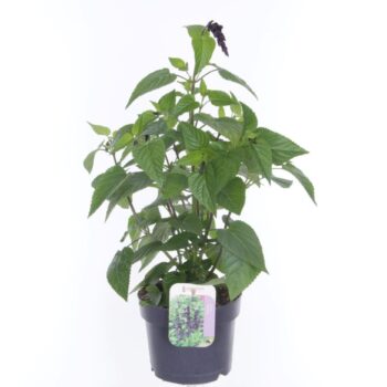 Salvia hybr. amistad