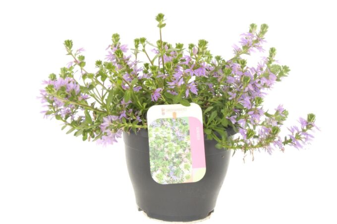 Scaevola aemula Blue Touch