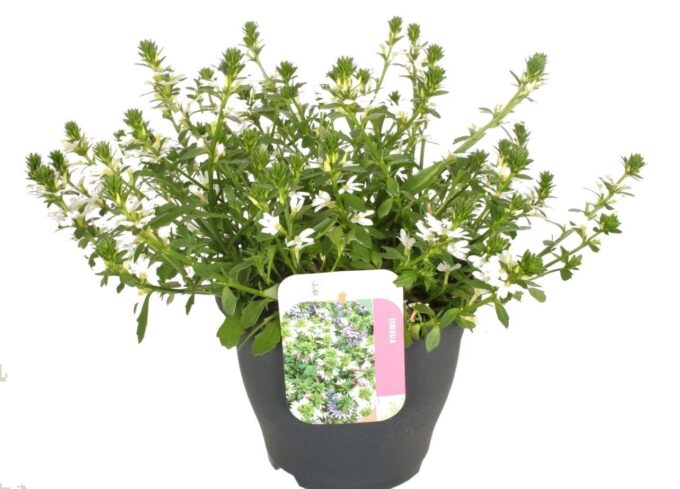 Scaevola aemula White Touch