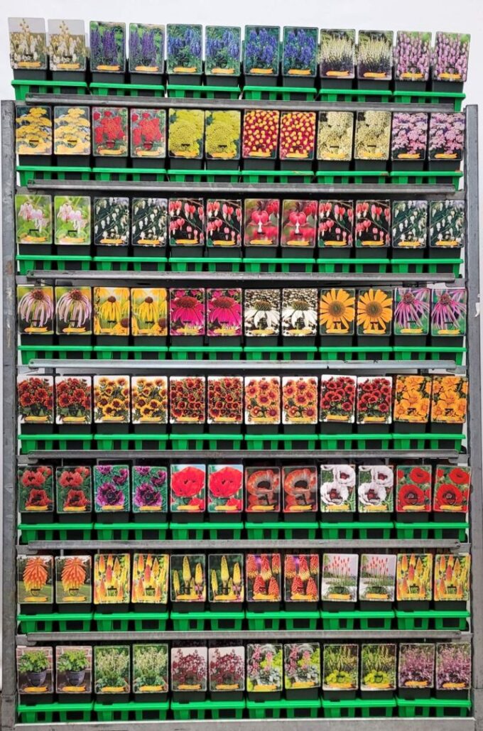 Vaste planten Mix CC