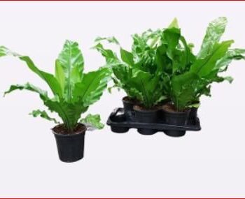 Asplenium Nidus