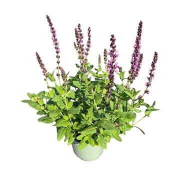 Salvia nem. 'Pink'