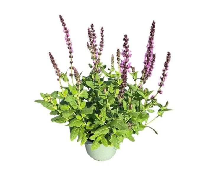 Salvia nem. 'Pink'