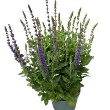 Salvia nem. 'Ostfriesland'