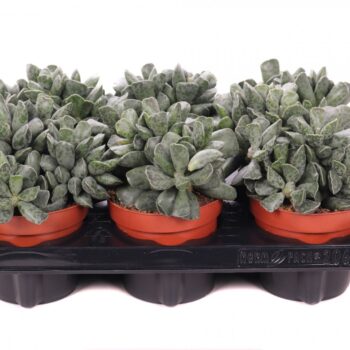 Adromischus cooperi