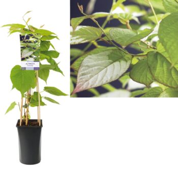 Actinidia kolomikta
