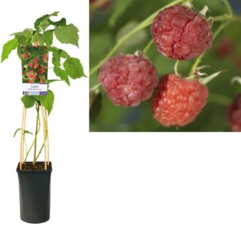 Rubus malling promise