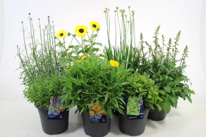 Vaste planten mix laag