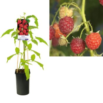 Rubus idaeus autumn bliss