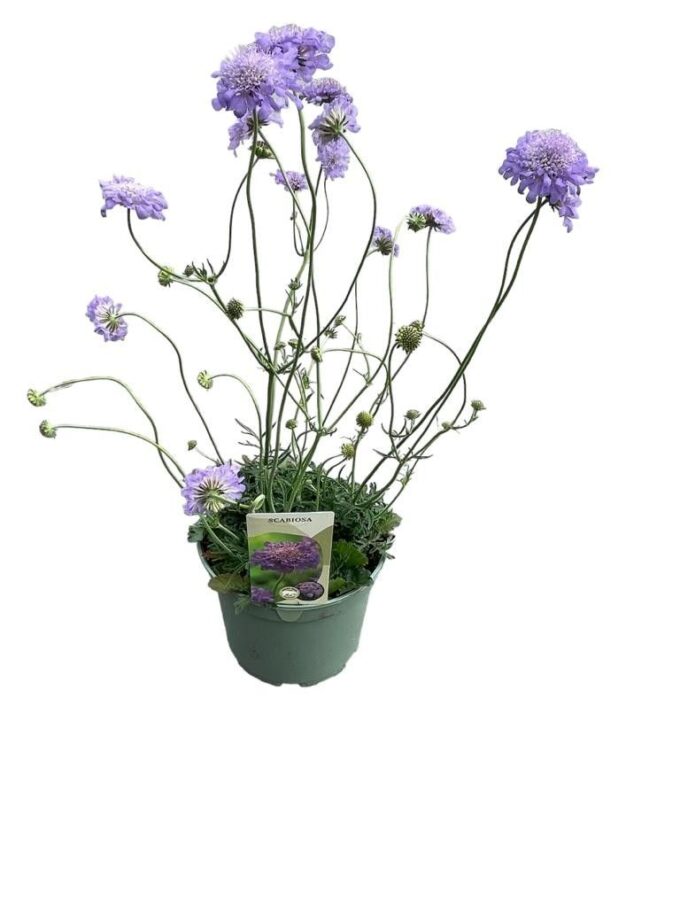 Scabiosa 'Butterfly Blue'