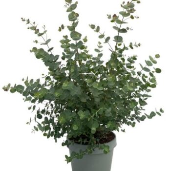 Eucalyptus gunnii