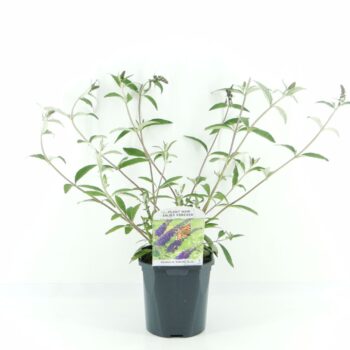 Buddleja dav. Empire Blue