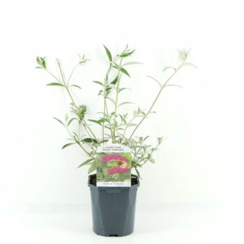 Buddleja dav. Royal Red