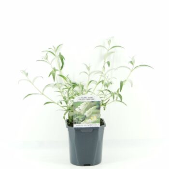 Buddleja dav. White Profusion