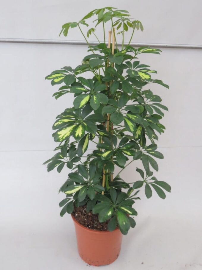 Schefflera Gold Capella