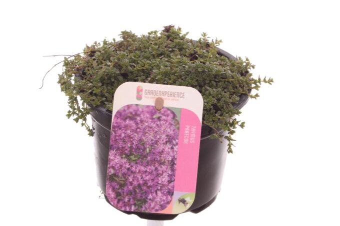 Thymus praecox Red Carpet