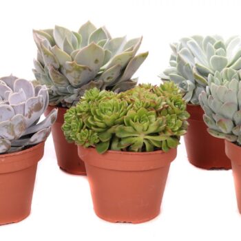 Succulenten mix