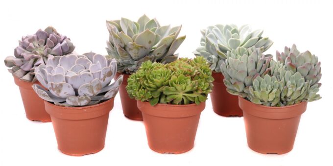 Succulenten mix