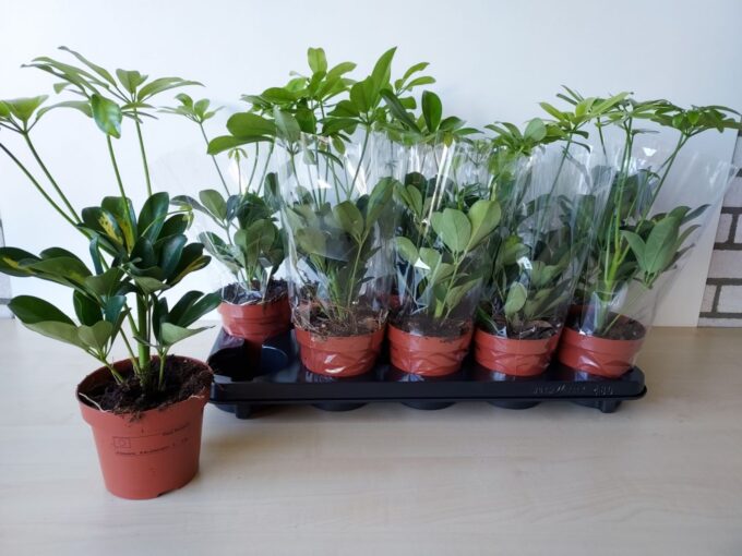 Schefflera Gold Capella