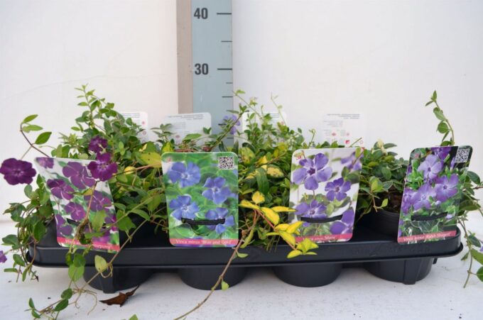 Vinca Minor Mix