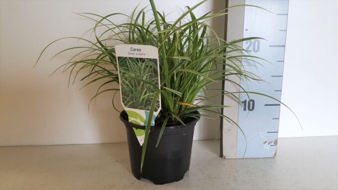 Carex Comans Silver Sceptre