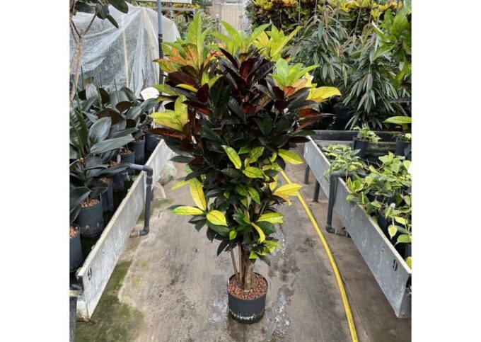 Codiaeum (Croton) Iceton vertakt