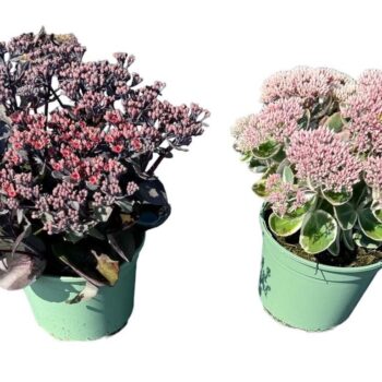 Sedum in soorten