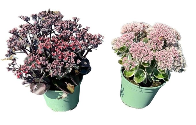 Sedum in soorten