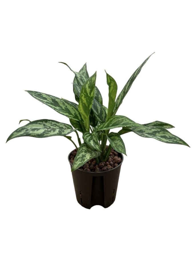 Aglaonema Maria