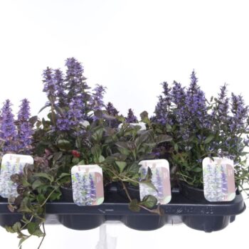 Ajuga reptans mix tray